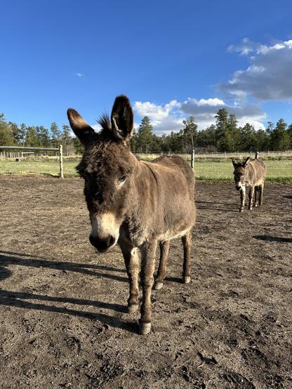 Two donkeys facing the camera: one up close looking expectant and the other approaching haltingly from a safe distance that he eventually decided he’d maintain.