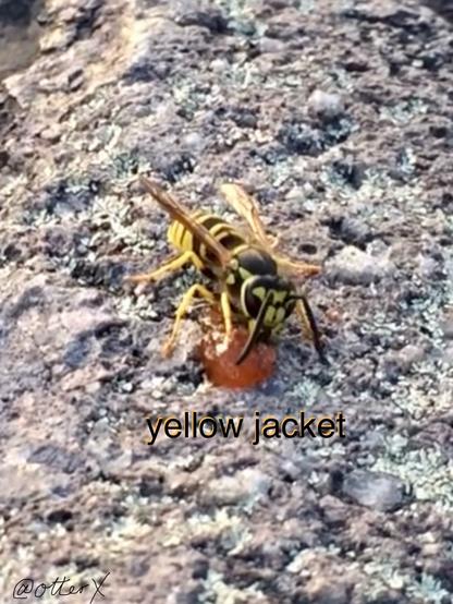 A yellow jacket eating a dab of strawberry jam I put on the rock, so they won’t bother me while I eat my almond-butter and jelly sandwich. Taken on a cool autumn day at the summit of Blue Hill, Boston.
