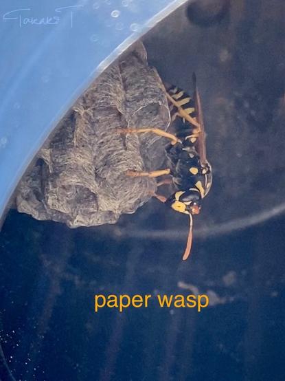Paper wasp queen perched upside down on her nest in the upside down cup I’ve placed in my community garden plot. She has a mild face.