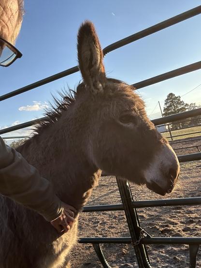 A gray donkey standing in profile with soft eyes while a person scratches his chest. His ears are turned back toward the person just as a mild precaution to be sure the human doesn’t try to pull anything funny on him.