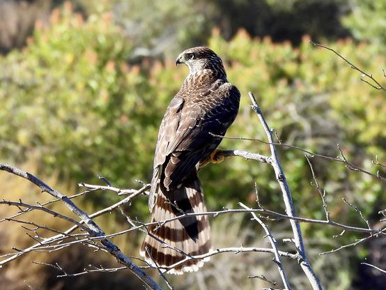 A hawk perched on a tree branch with dense green foliage in the background.