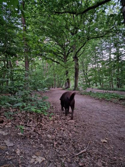 A chocolate brown Labrador, seen walking away from the camera, her tail held high, her nose down for sniffs. She's walking on a sandy path in the woods, with some trees and bushes on the sides and background.