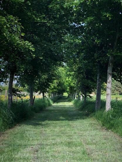 Un chemin entre des arbres qui a été passé à la tondeuse à gazon