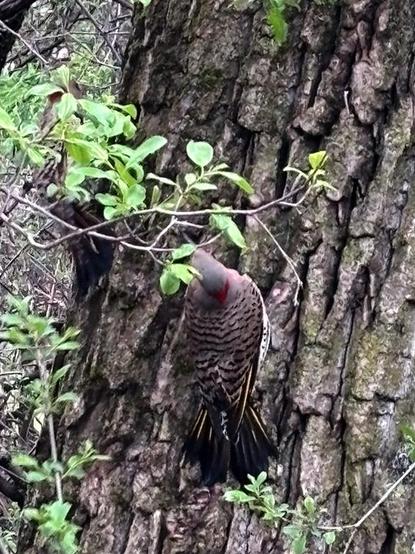 The back of a bird perched on a tree with furrowed gray bark. The bird's head, too, appears gray, with a red patch at the base. The bird's back and wings have a pattern of black bars.
