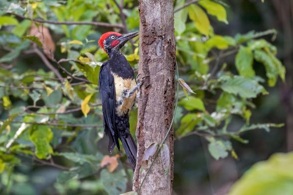 White-bellied Woodpecker (Dryocopus javensis)
LC Least Concern