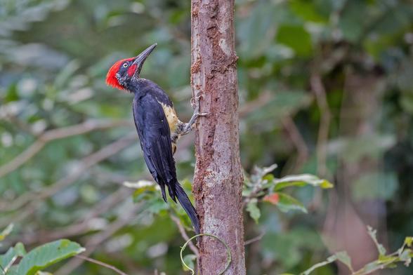 White-bellied Woodpecker (Dryocopus javensis)
LC Least Concern
