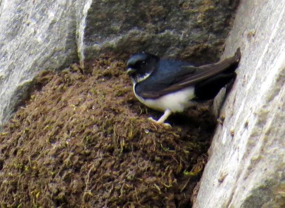 Nepal House Martin (Delichon nipalense)
LC Least Concern