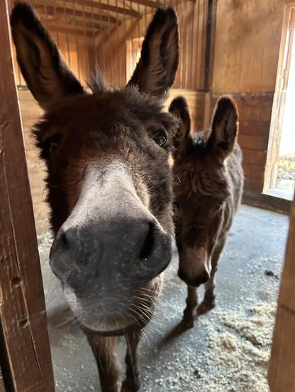 A very closeup photo of a donkey expectantly looking straight at the camera through a doorway while a second donkey looks from a short distance behind.