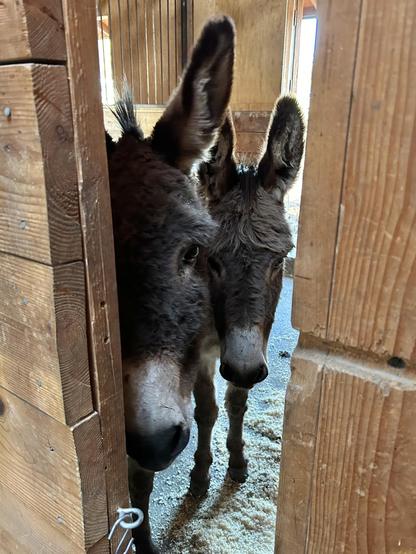 Two donkeys quietly but intently peeking through an opening in a doorway into their barn stall.