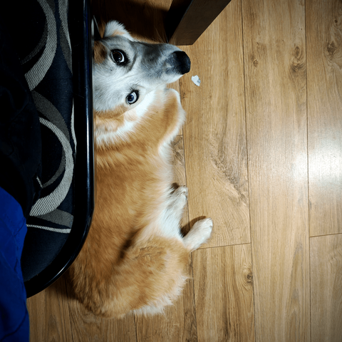 Guimauve laying on my chair trying to get attention