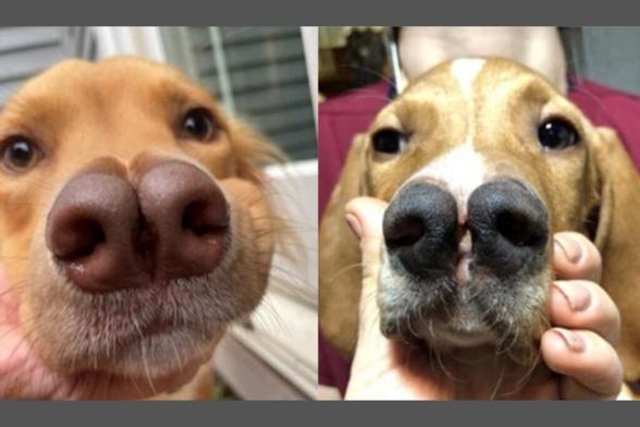 On the right, a Turkish Pointer, and on the left, a mixed-breed dog with a similar forked nose.