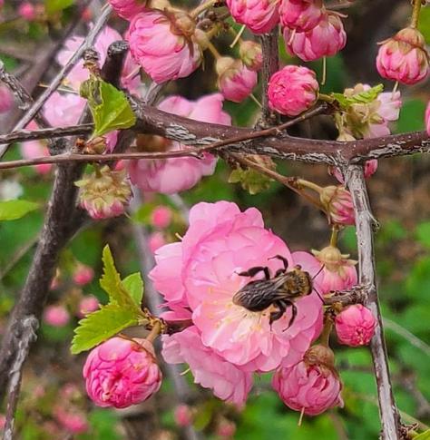 mining bee on pink blossoms