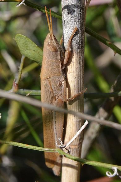 A photo of a grasshopper on the stem of a plant.