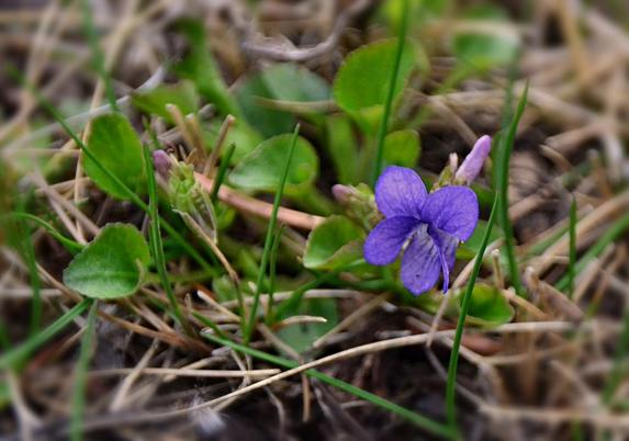 Emerging from short grass a mix of dried and green,in even dull light, is a small violet plant. There are many leaves, heart shaped but still partly rolled up, and with gently toothed edges. There are a few green, violet tinged narrow buds, and one open violet coloured flower to lower right.
Typical Viola flower composed of  five petals, two upper, one on each side below and and one in the lower centre. The centre one has guidelines and bristly hairs on the sides where the petals come together to form a tube. This central petal is elongated beyond the face of the flower to form a spur  out the back.