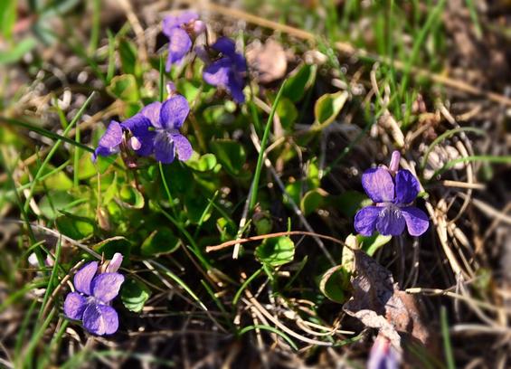 Emerging from short grass a mix of dried and green, is a small violet plant. The bright flowers and parts of the grass and debris catching the sun contrast with dark shadows near the soil. There are many leaves, heart shaped but still partly rolled up, and with gently toothed edges. Half a dozen scattered violet coloured flowers rise slightly above the leaves.
Typical Viola flower composed of  five petals, two upper, one on each side below and and one in the lower centre. The centre one has guidelines and bristly hairs on the sides where the petals come together to form a tube. This central petal is elongated beyond the face of the flower to form a spur  out the back.