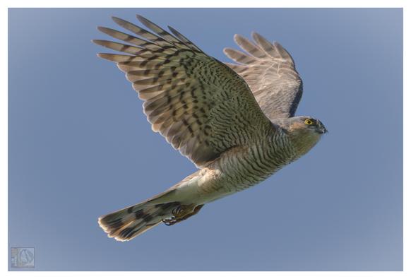 a agile bird of prey with brown and cream feathers with barring on its body and wings