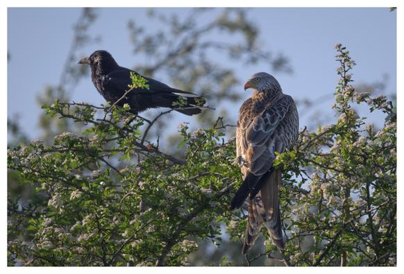 A crow and a red kite perched in a shrub of some sort
