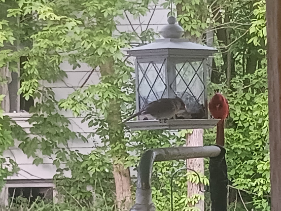 Red bird and a gray bird sitting on a bird feeder under a carport