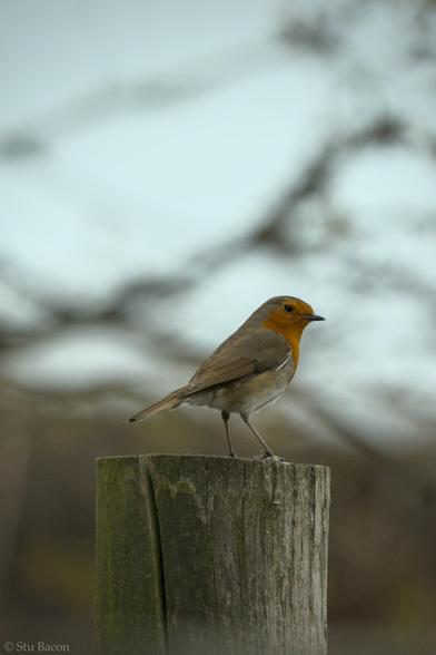A photograph of a Robin perched on top of a wooden post