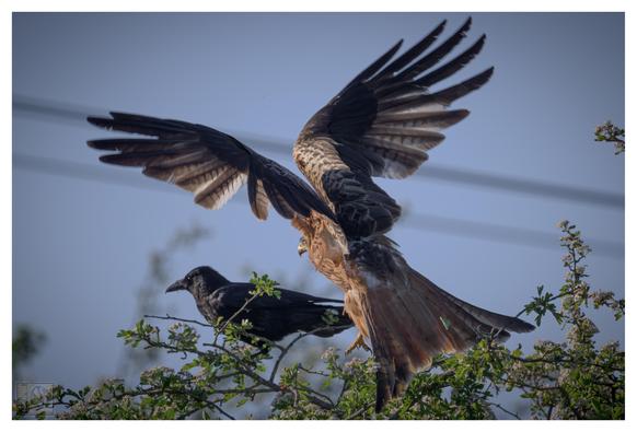 A Red Kite taking off from a shrub