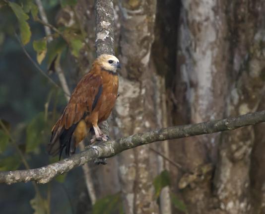 A chubby chestnut colored hawk with a cream-colored head and a dapper black collar sits perched on a bare branch. In the background is the huge trunk of an ancient tree. This is the Black-collared Hawk. Darien, Panama. April 2025. Photo by Peachfront.