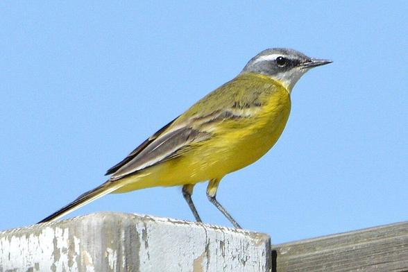A photo of a yellow wagtail with a clear blue sky behind them.