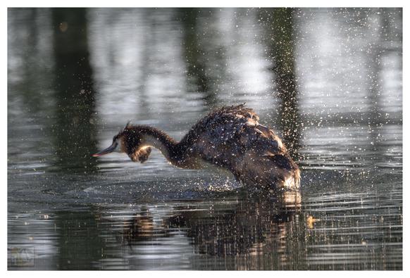a grebe in action, about to dive into a lake that is lit by the late evening sun
