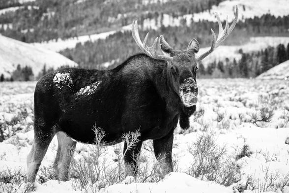 A bull moose standing in snow-covered sage brush on Antelope Flats. His head is turned towards the camera.