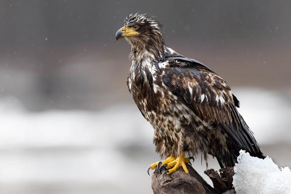 A Juvenile Bald Eagle perched on a snow covered stump. It is a profile photo with the bird’s left eye in frame. The feet look large and yellow, with sharp, black talons. Its head is not yet white. Its feathers are wet from falling snow. The background is blurred, grey and white, with blurred snow flakes.