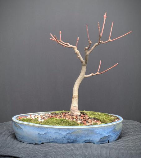 A young bonsai maple tree in a blue oval pot. The tree has not leafed out yet, but it has many promising buds.