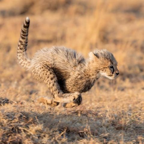 wild cheetah cub running thru dry grass full speed