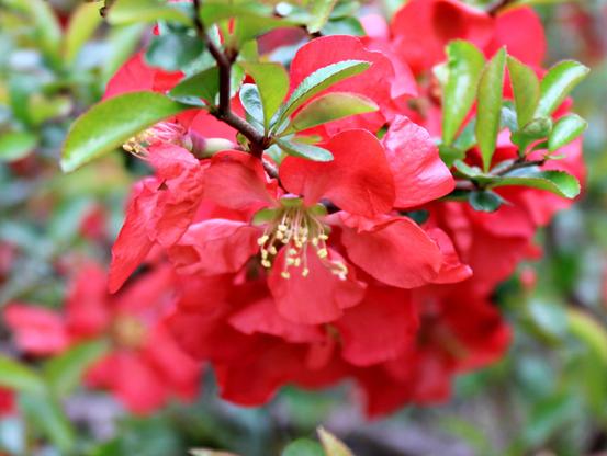 Red petal blossoms with yellow stamen on branches with slender green leaves.