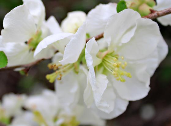 Close up of white petal blooms with yellow stamen.