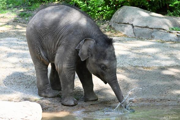 a baby elephant splashing water with his trunk