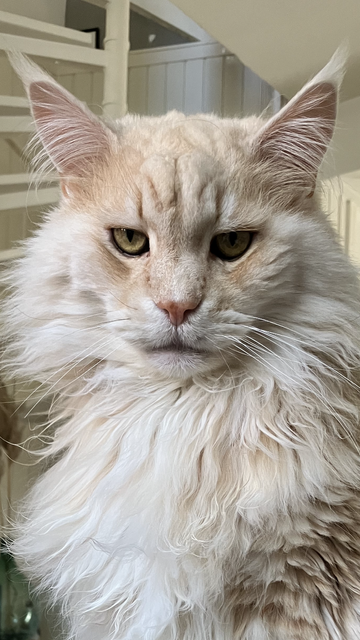 An intense looking Maine Coon 'asking' for food.