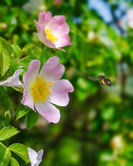 Eine Biene fliegt von rechts auf eine Heckenrosenblüte zu. Man sieht sie leider nur schlecht vor dem unscharfen Hintergrund des Blätter des Rosenstrauchs.
