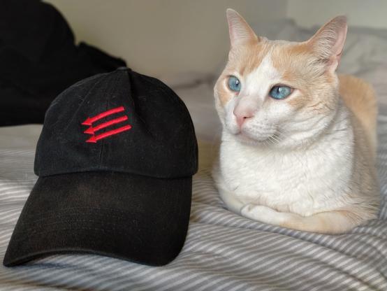 Fariña, orange and white cat, loafing next to a black cap with the symbol of the three arrows in red