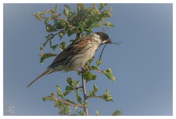 The image shows a striking scene of a bird (Reed Bunting) perched gracefully on a branch covered in green leaves, all set against a clear blue sky. The bird itself is eye-catching, with a black head, white throat, and a streaked brown and white body. Adding to the drama, the bird holds an insect—a damsel fly—in its beak, showcasing its hunting instincts in action.