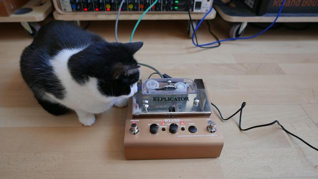 Black and white cat inspecting a T-Rex Replicator tape secho unit.