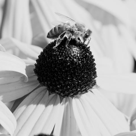 Eine Blume in deren Mitte der Blüte eine Biene sitzt. Das Foto ist in Schwarzweiß.