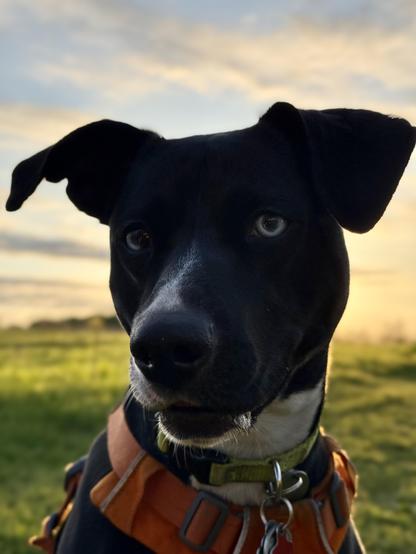 Bubbles the dog, backlit by sunrise at the dog park on a misty Spring morning.