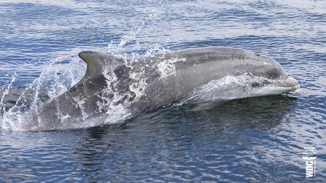 A young silvery coloured Bottlenose dolphin surfacing to breathe in a shower of water spray in calm, blue sea. Inner Moray Firth, Scotland.