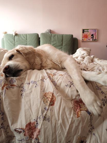 Ein schlafender Golden Retriever auf einem Bett