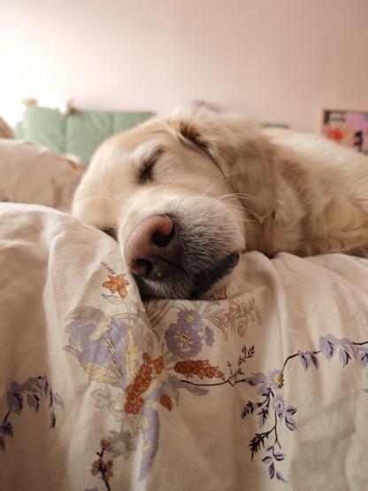 Eine Nahaufnahme eines schlafenden Golden Retriever auf einem Bett
