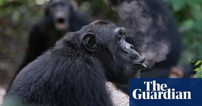 a stock photo of a chimpanzee sitting