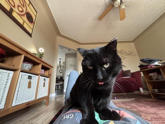 Black cat sitting on the chest of their human, who is laying on the floor of the living room where the snuggle attack took place. The cat has her tongue sticking out, and she’s so happy she’s drooling (not shown).