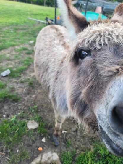 A close up of a donkey's snout and eye as he leans toward the camera. He's a grey brown color with some dark brown markings on his ears and looks like he's smiling some.