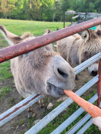 Two donkeys press against a rusting metal gate. Both are grey brown with dark brown ears. One with a wavy shaggy coat watches as one with a shorter coat sticks his snout through the gate to get a bright orange carrot.