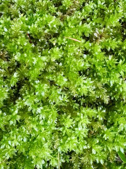 Close up of a dense patch of moss with spiky leaflets on individual stalks growing outward from an old stump, but completely obscuring it.