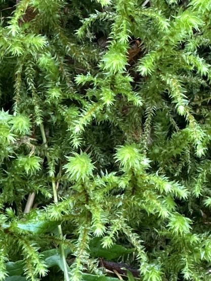 Close up of a different species of moss on the same stump. This one has longer and more individuated stalks, with even spikier leafy clusters around each stalk.
